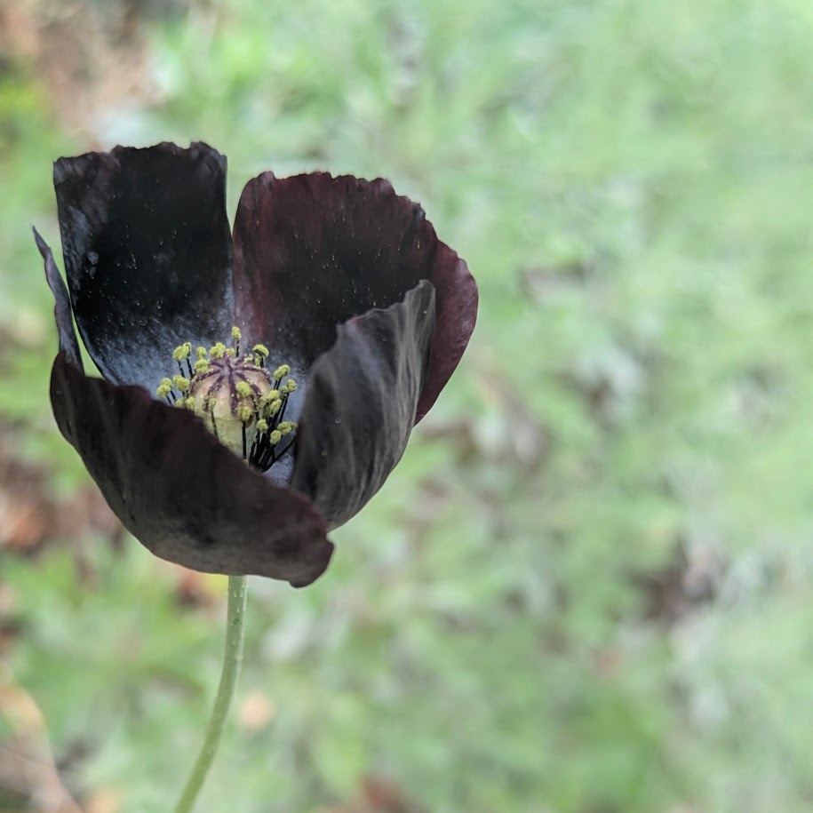 ブラックポピー　コポ庭２０２６春