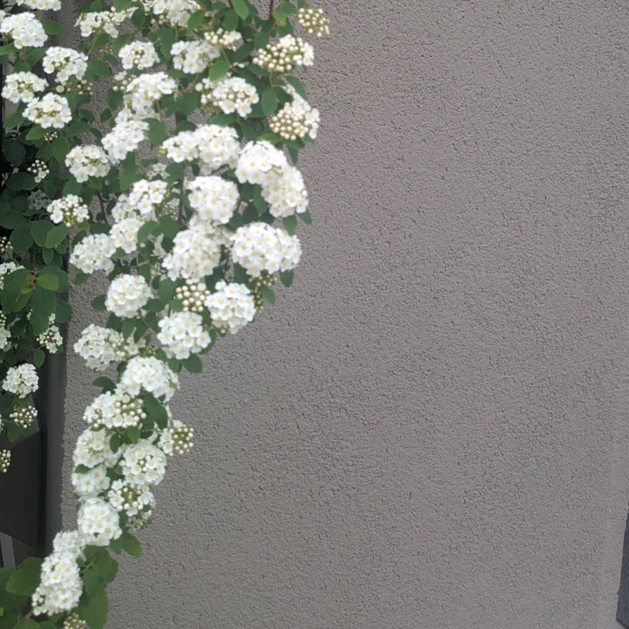 こでまり　庭　２０２６春