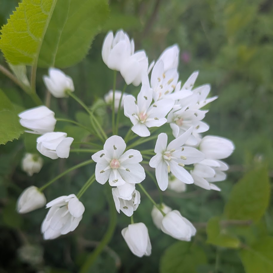 白い花　アリウムコワニー　コポ庭