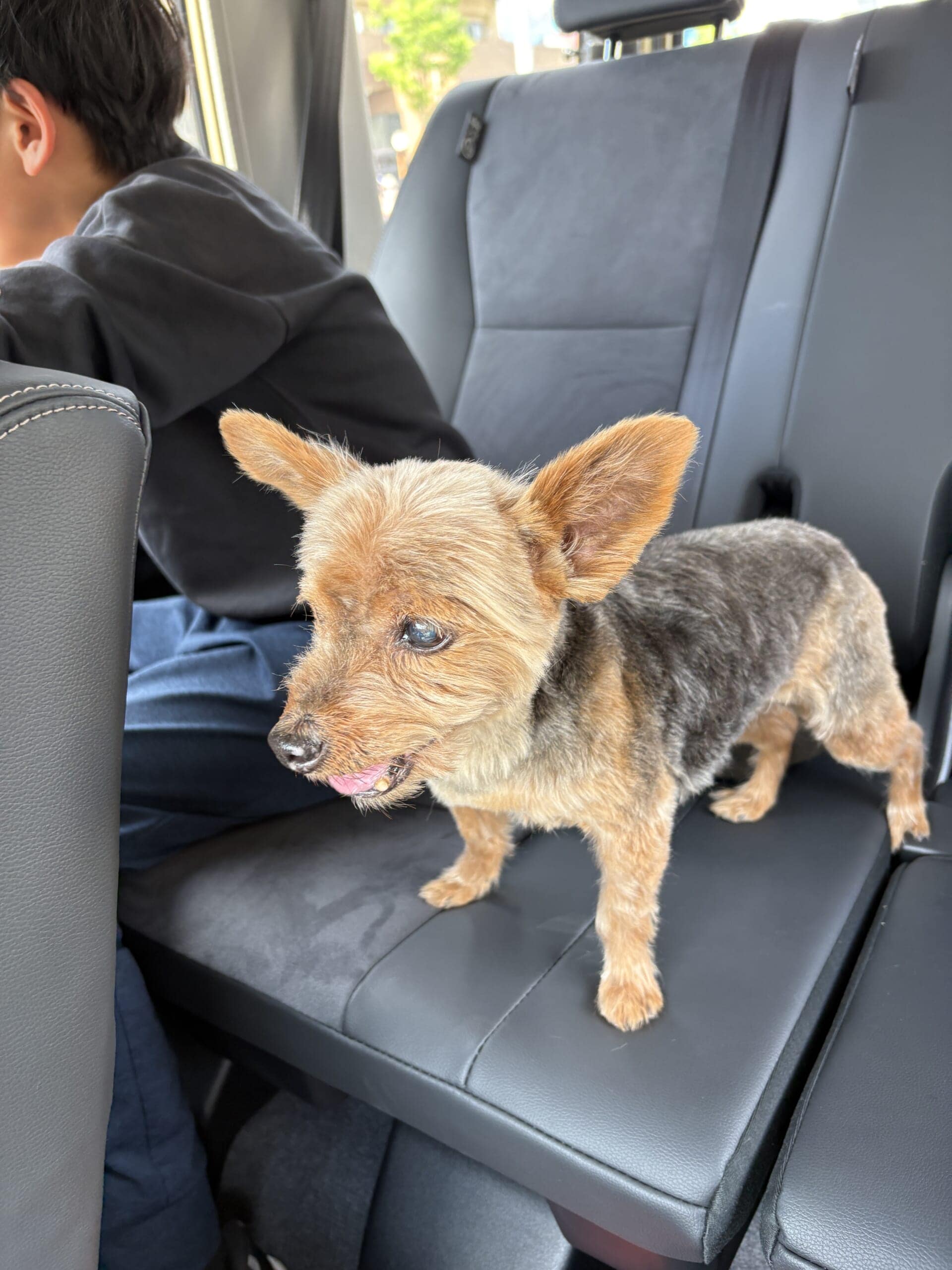 ヨークシャーテリア