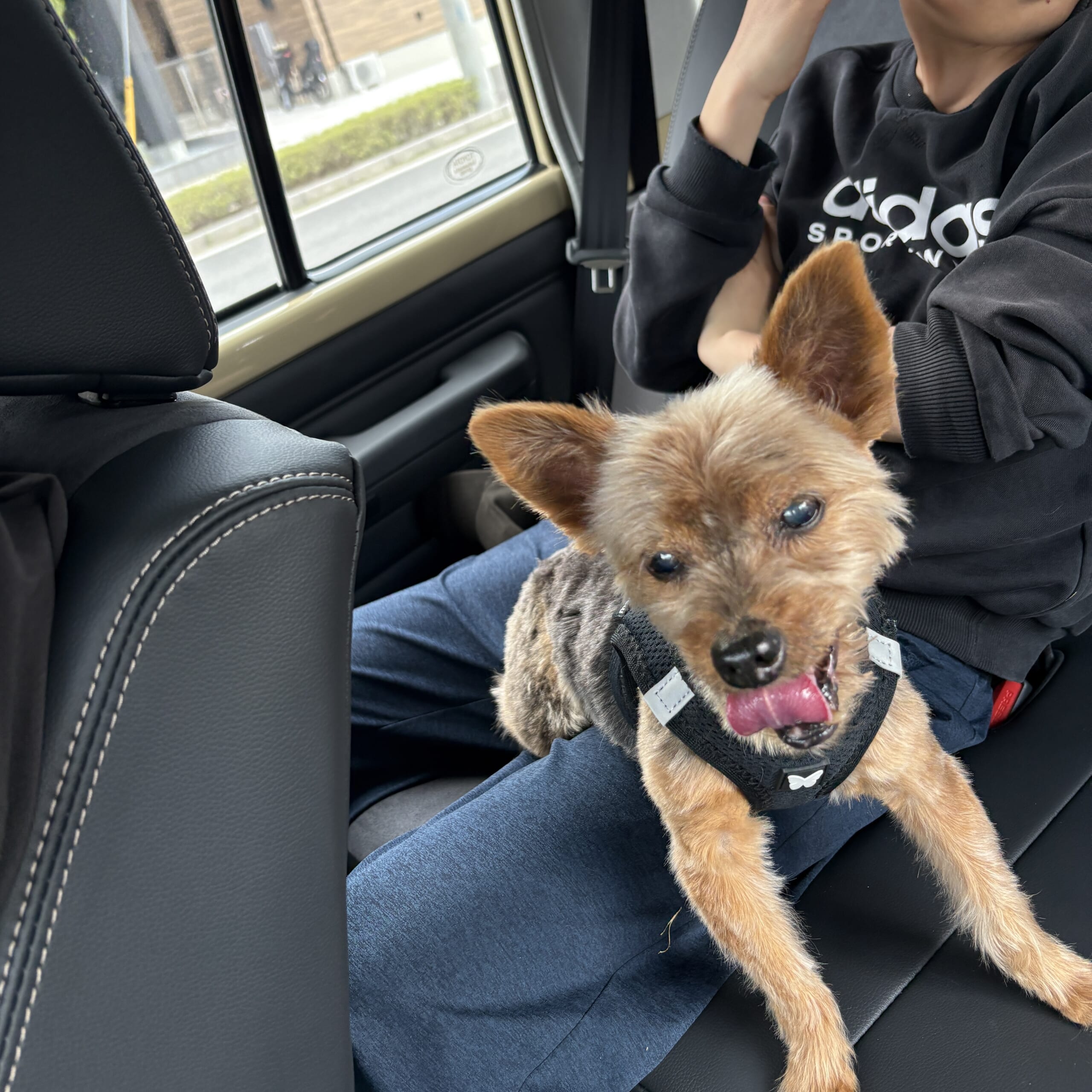 ヨークシャーテリア