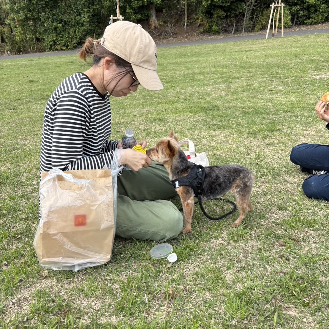 膝蓋骨脱臼、イボ、水晶体核硬化症