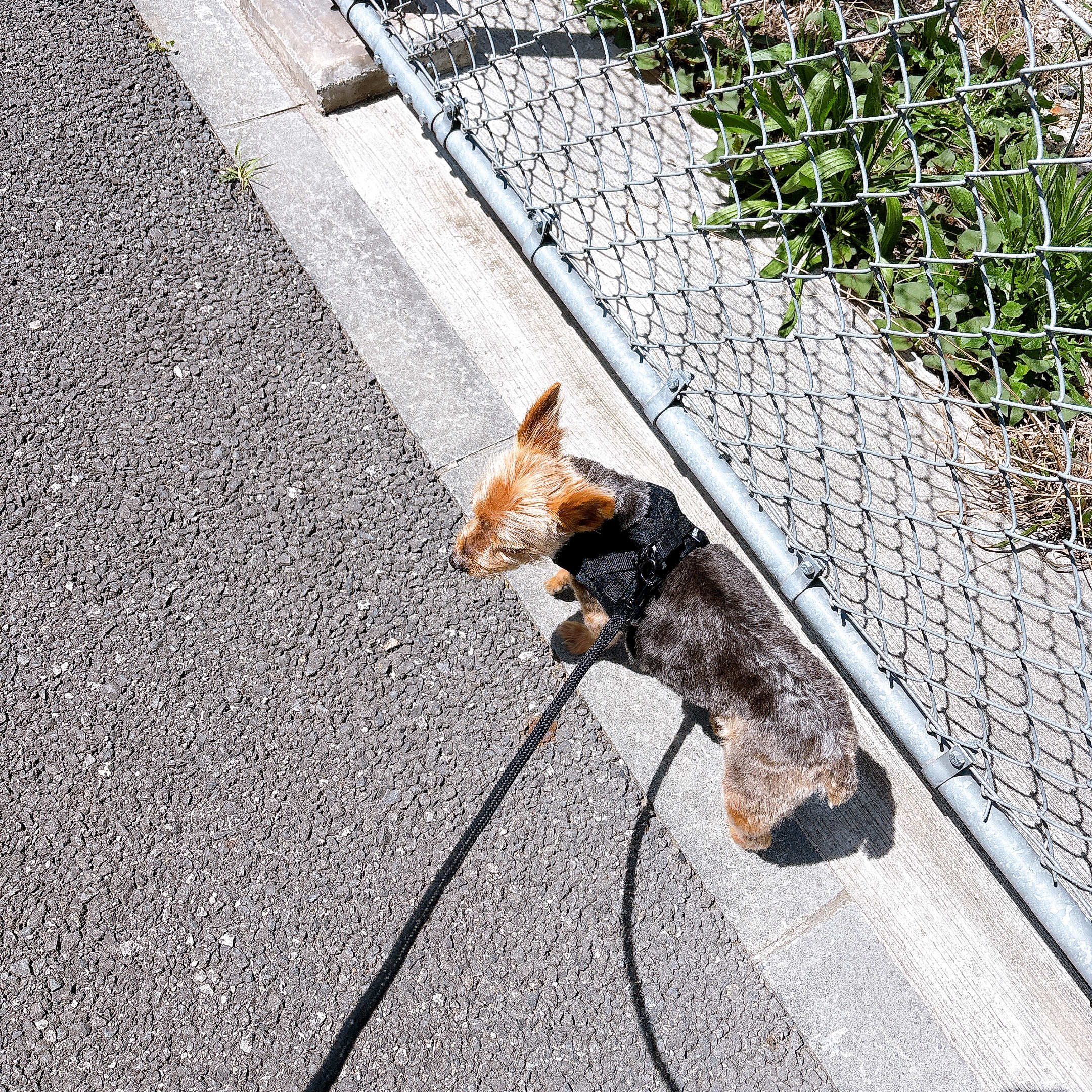 ヨークシャーテリア