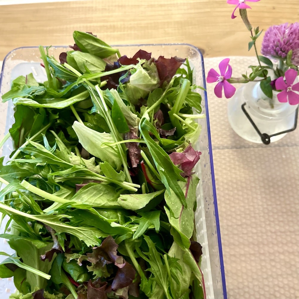 葉物野菜　買い出し　まとめ買い