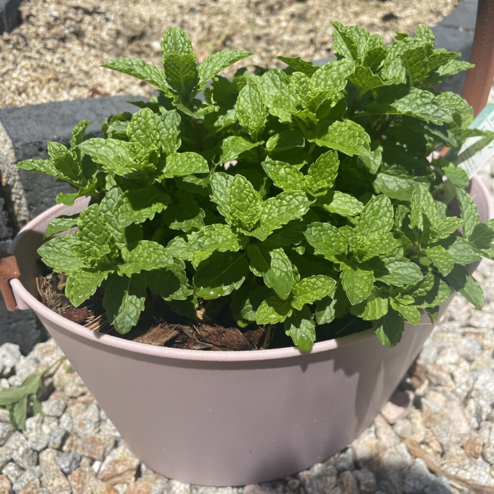 モロッカンミント