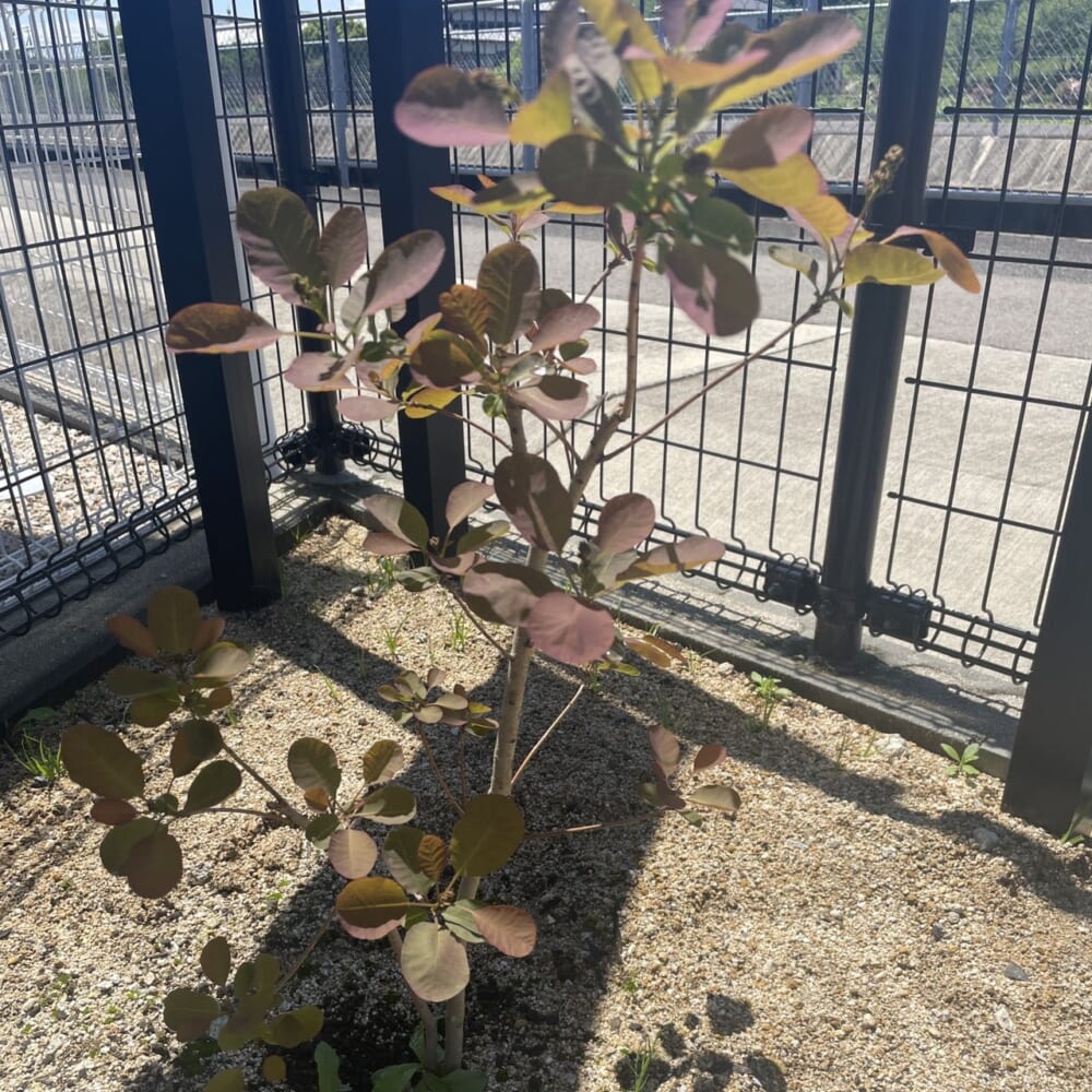 スモークツリー