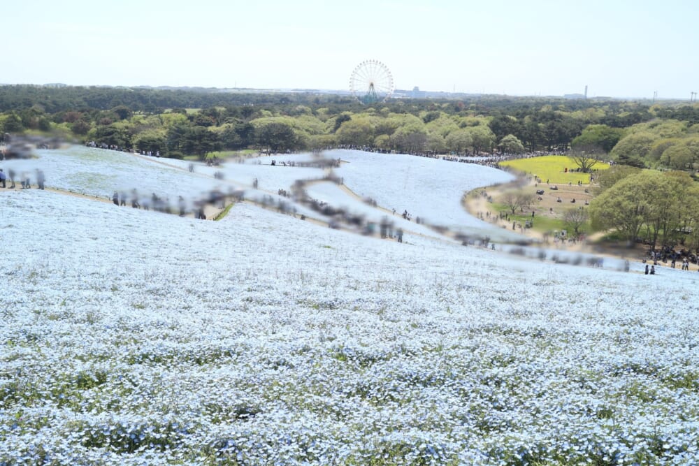 茨城　ひたち海浜公園　
