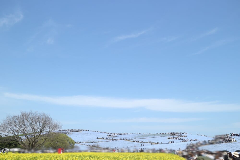 茨城　ひたち海浜公園　