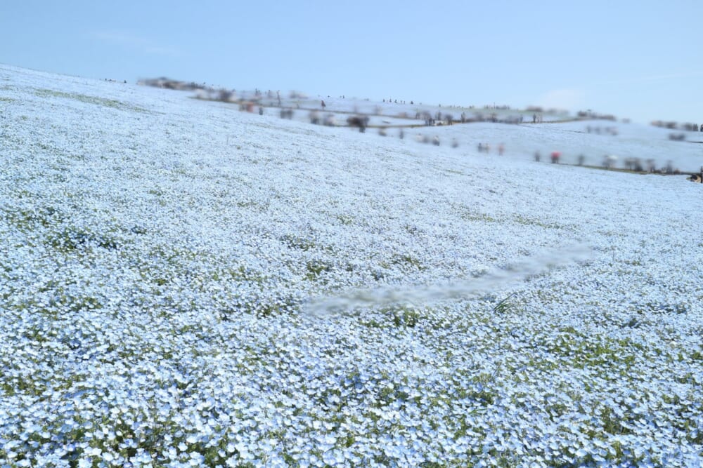 茨城　ひたち海浜公園　
