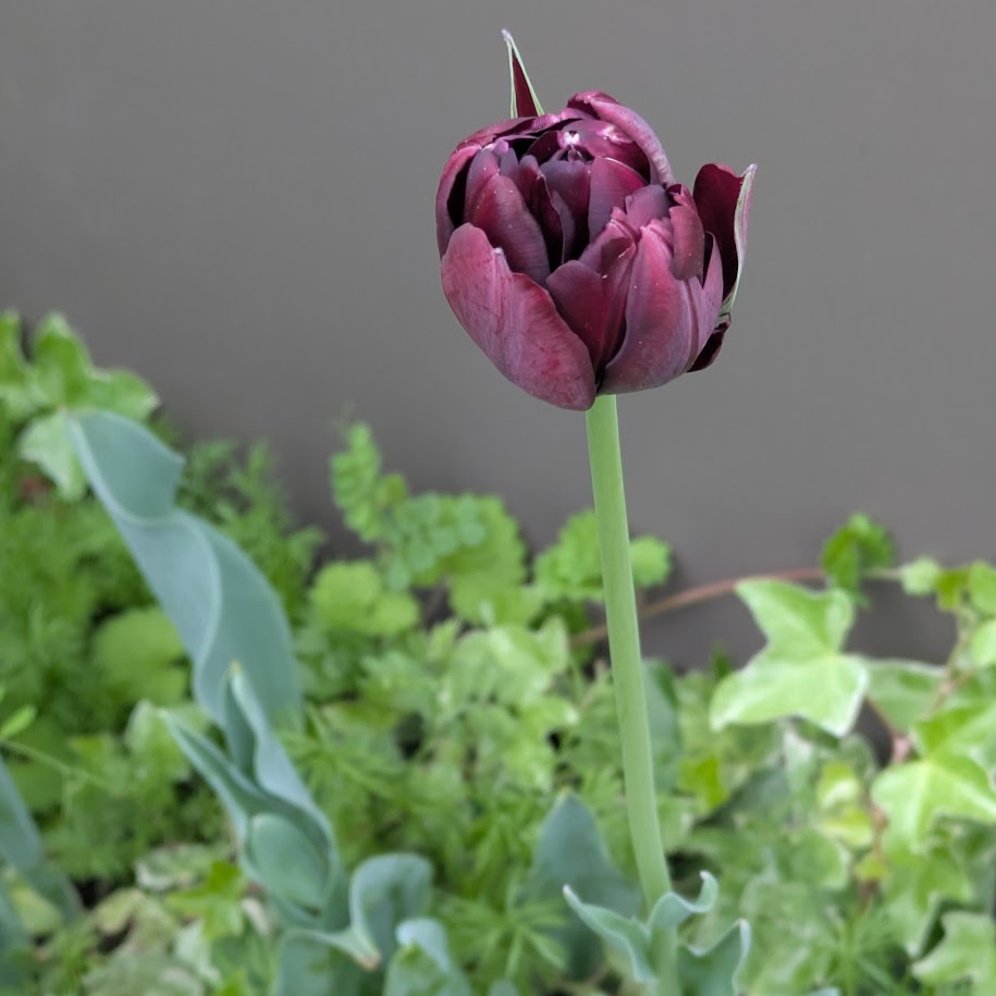 チューリップ　コポ庭　2026春