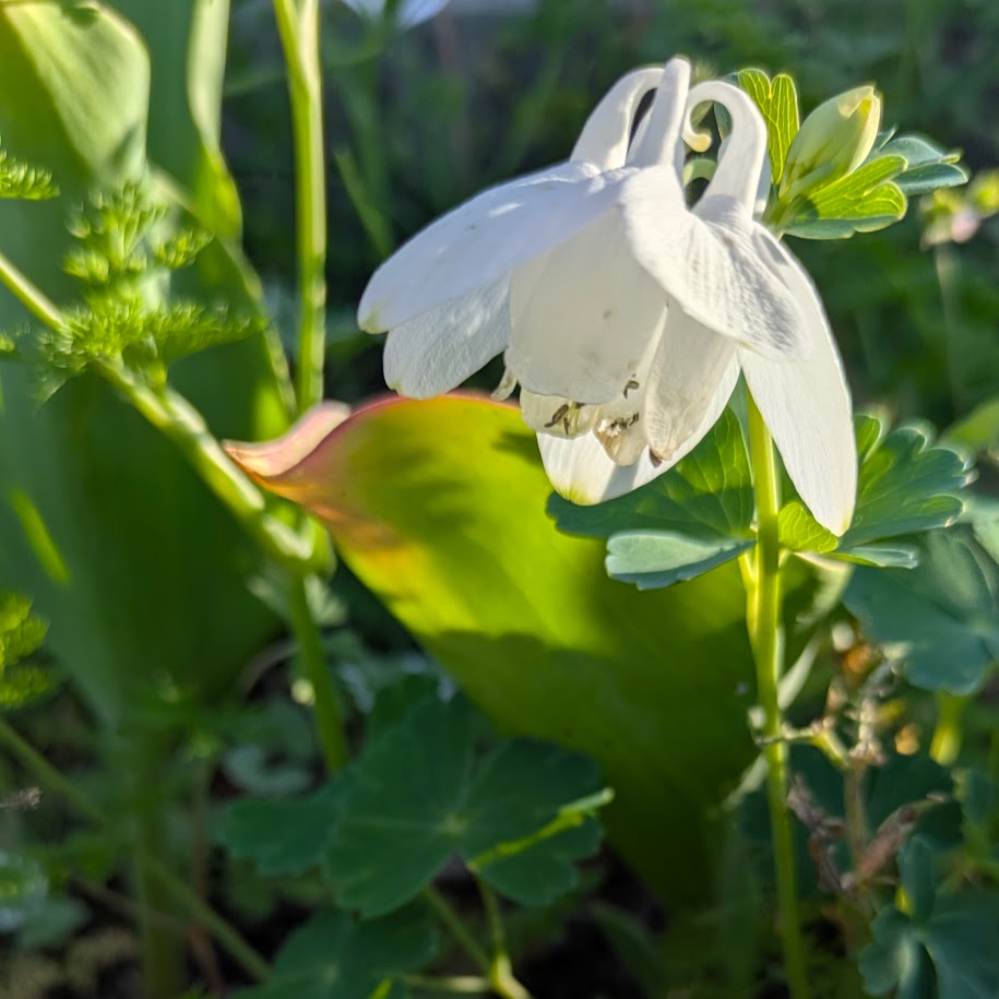 オダマキ　コポ　庭