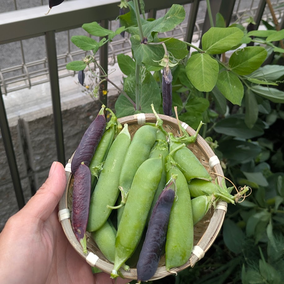 庭の野菜　グリンピース　家庭菜園
