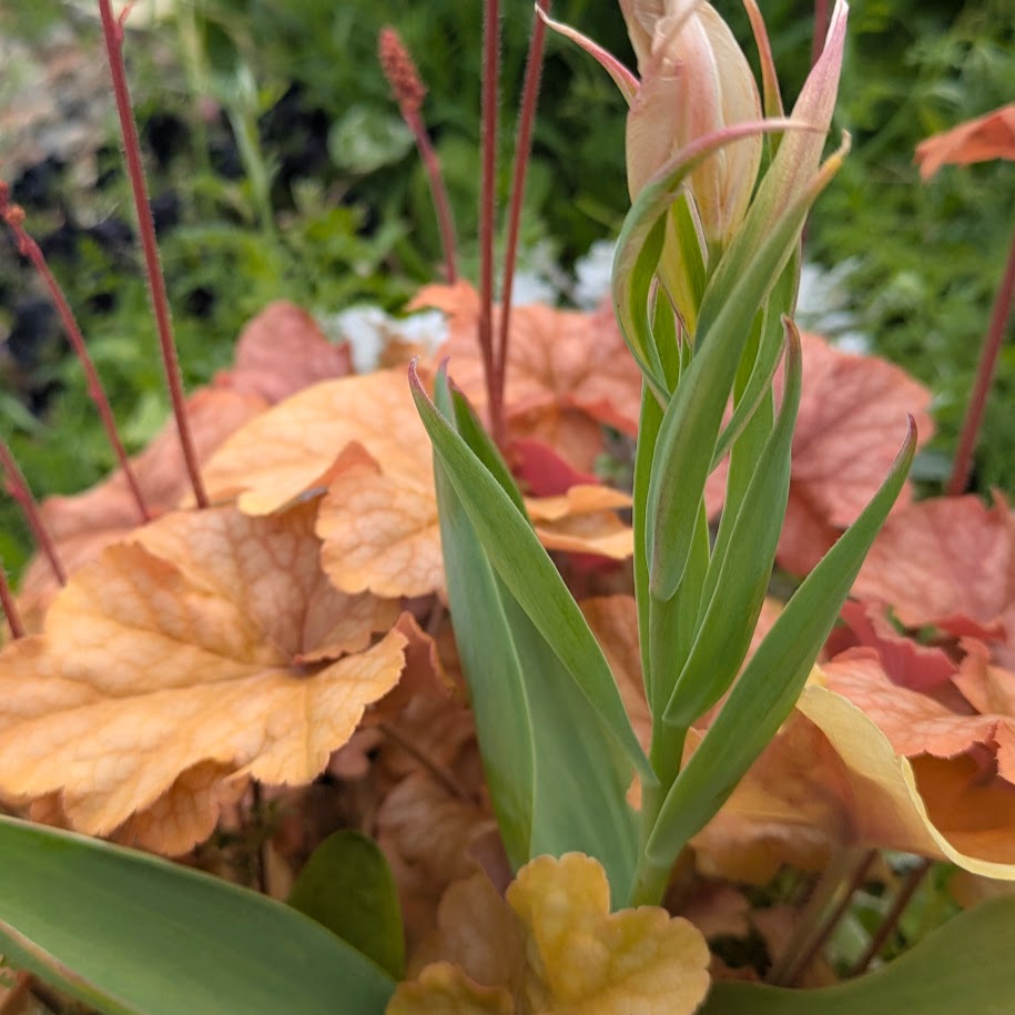 チューリップ　春　コポ