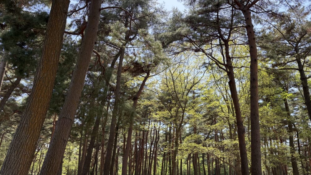 茨城　ひたち海浜公園　