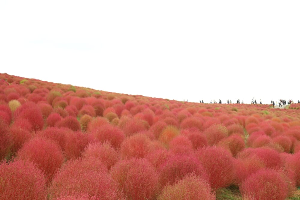 茨城　ひたち海浜公園　