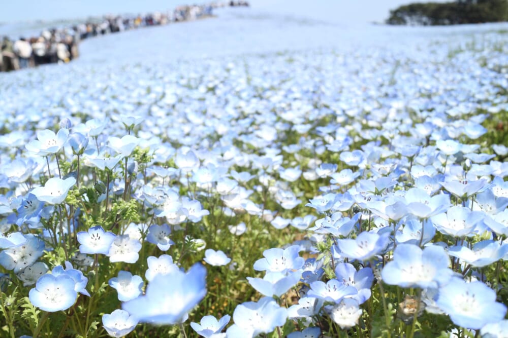 茨城　ひたち海浜公園　