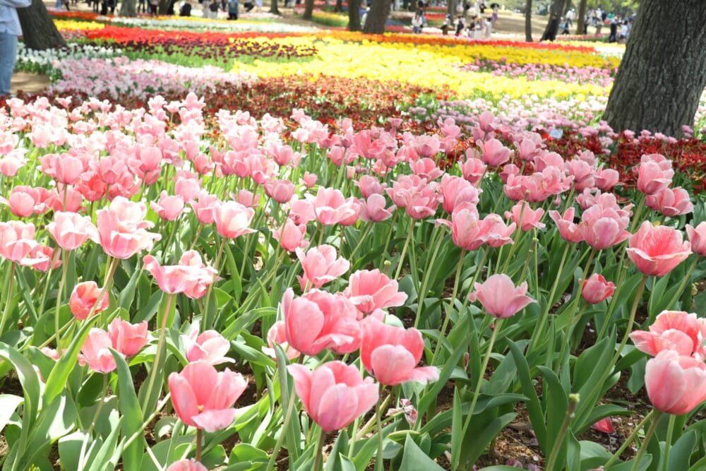 茨城　ひたち海浜公園　