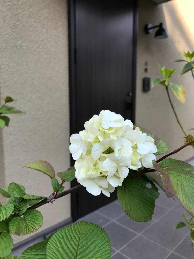 ガーデニング　庭木　オオデマリ8