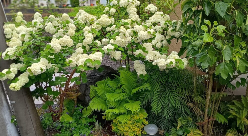 ガーデニング　庭木　オオデマリ9