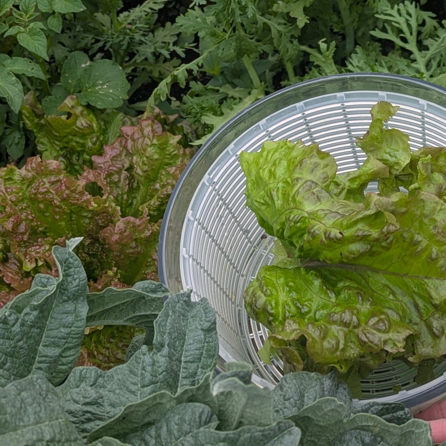 コポ　庭　2026春