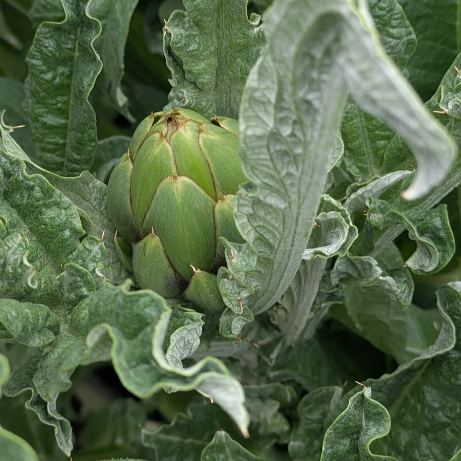 コポ　庭　アーティチョーク