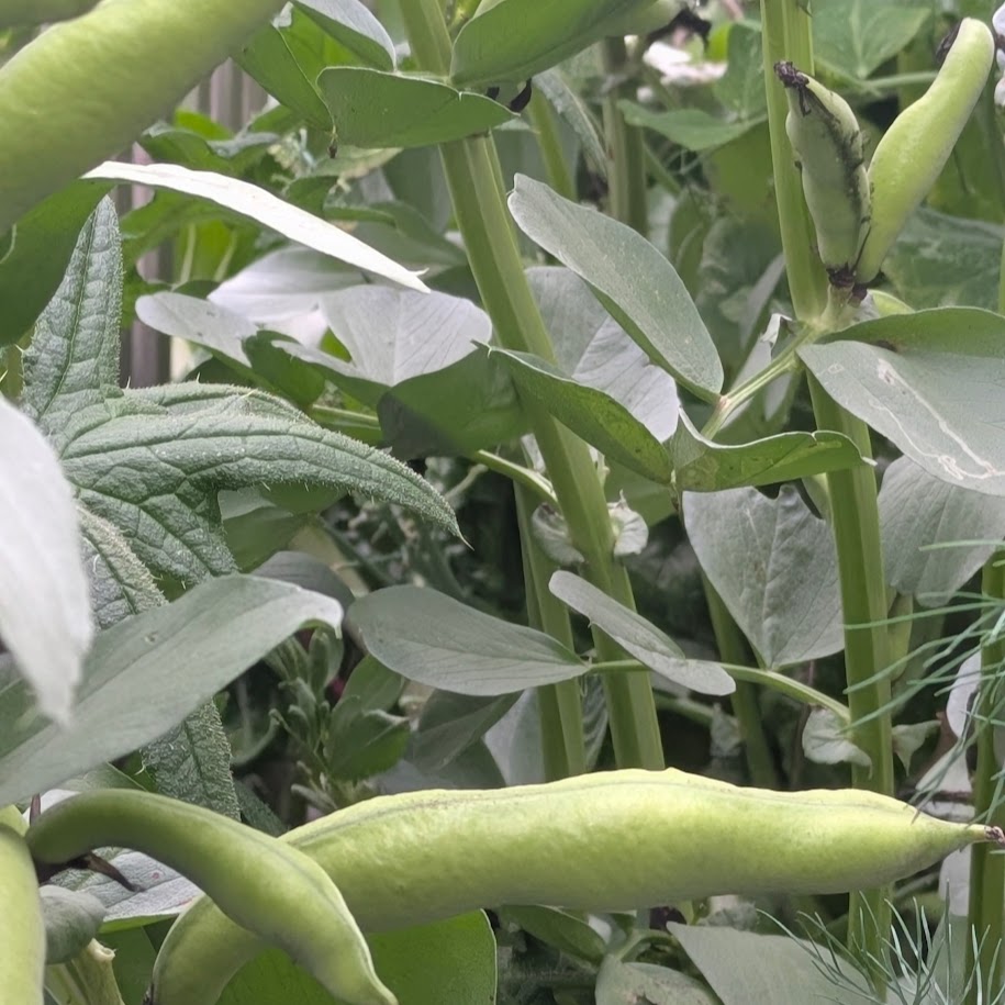 コポ庭　空豆　コポ