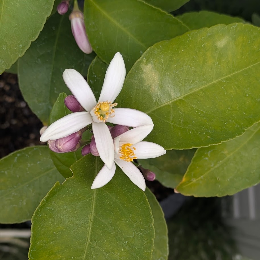 コポ　庭　レモン