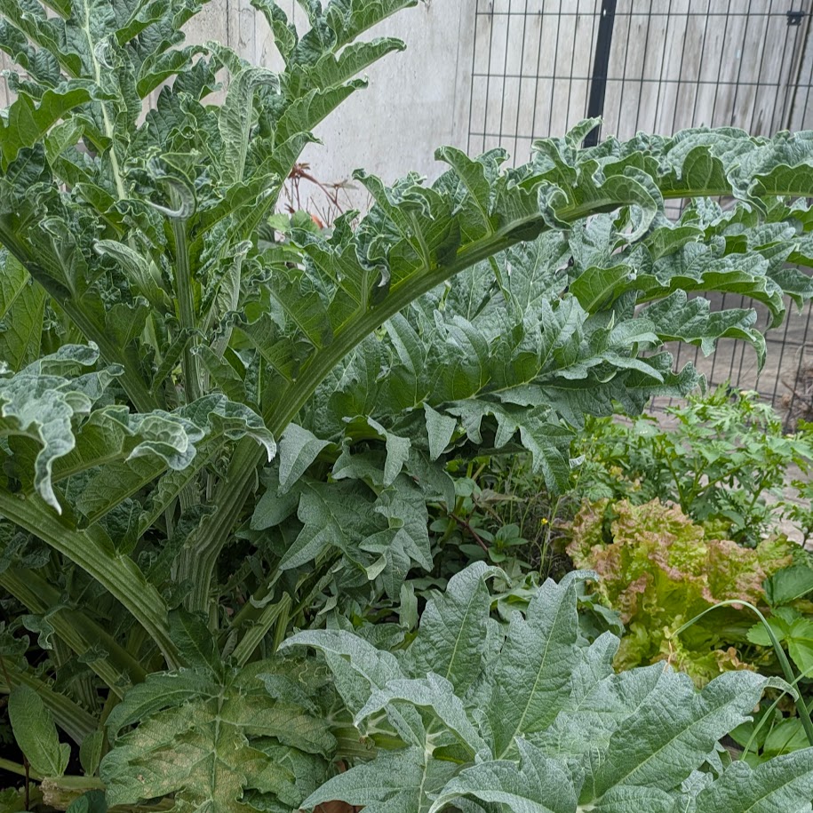 アーティチョーク　コポ庭　2026春