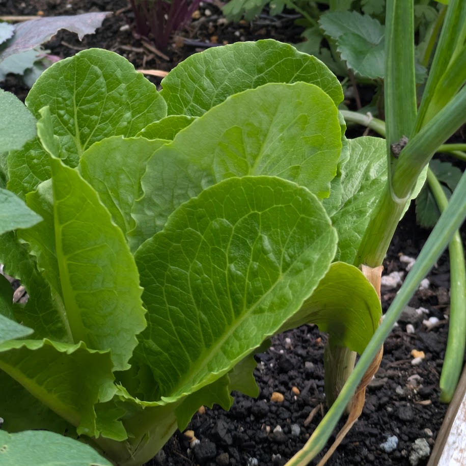ロメインレタス　家庭菜園　コポ