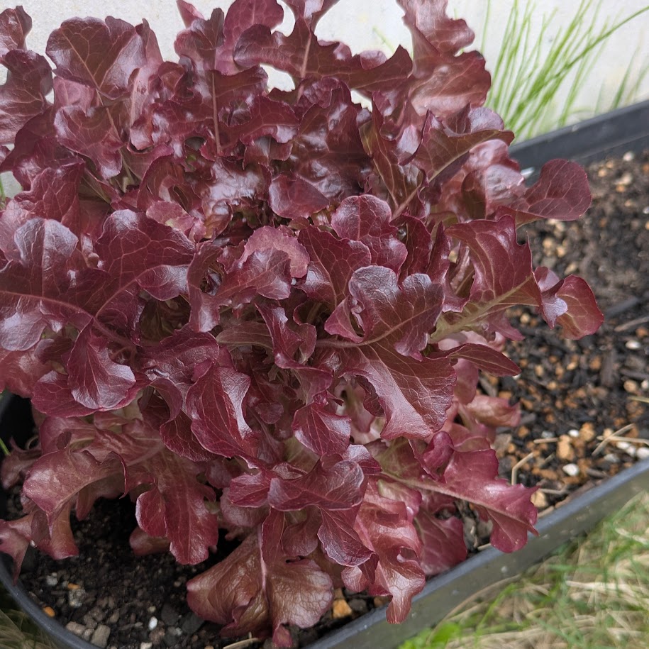 むらさき　葉野菜　コポ