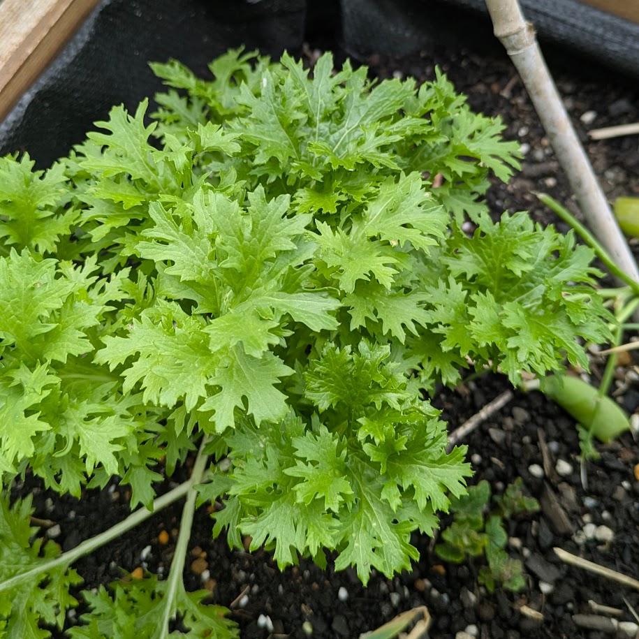 わさび菜　コポ　家庭菜園