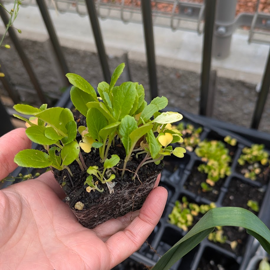 育苗　コポ　家庭菜園