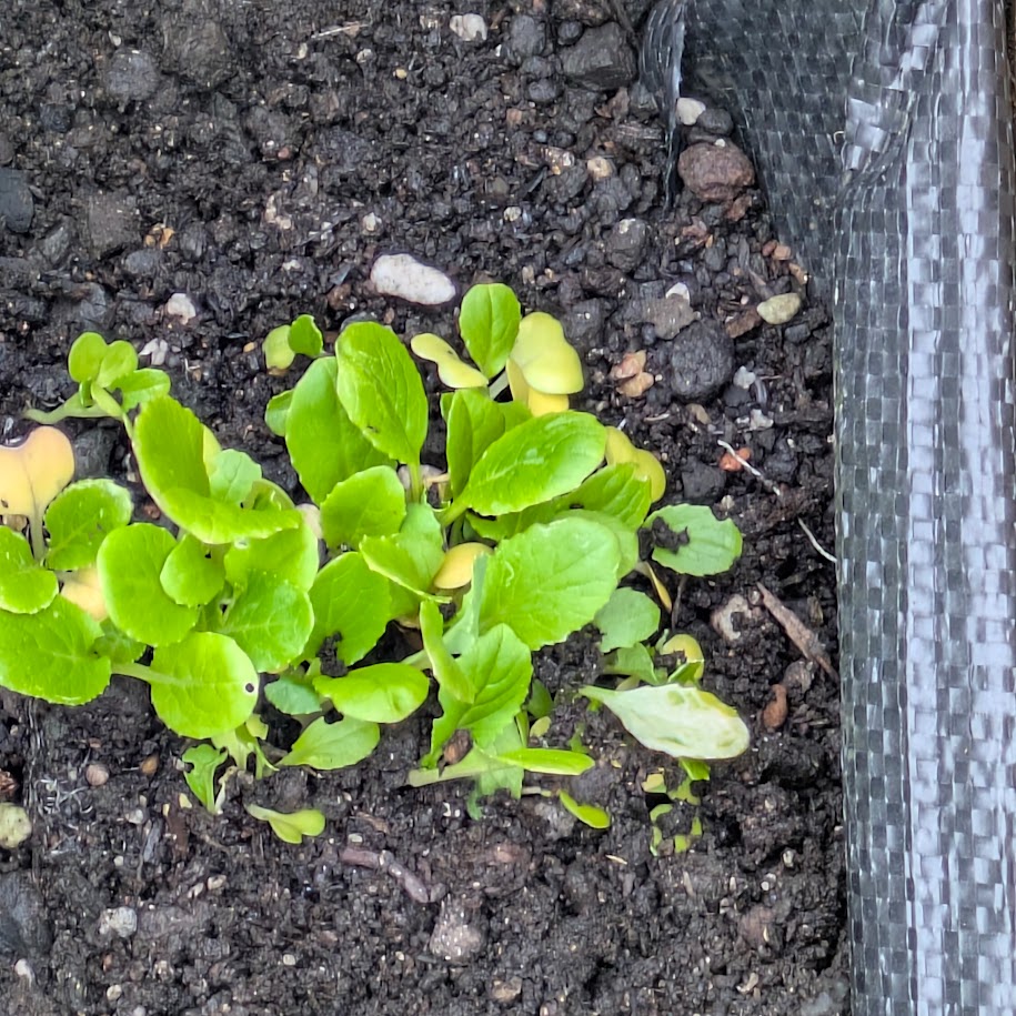 家庭菜園　コポ　苗から