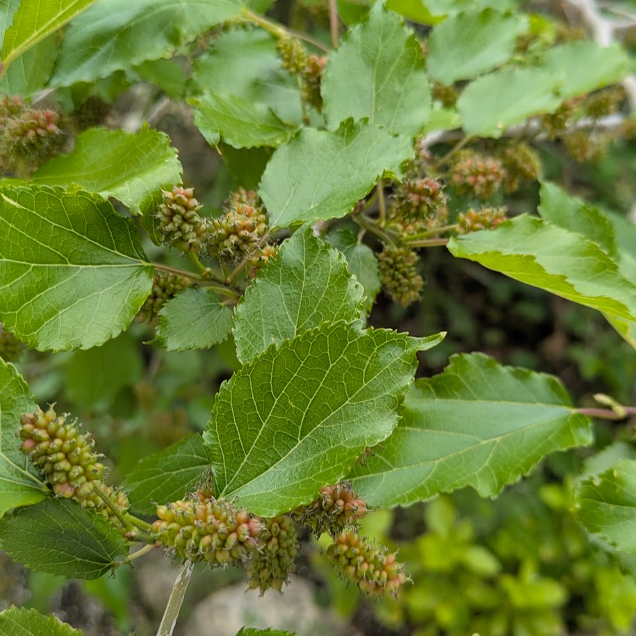 2026　桑の実　コポ