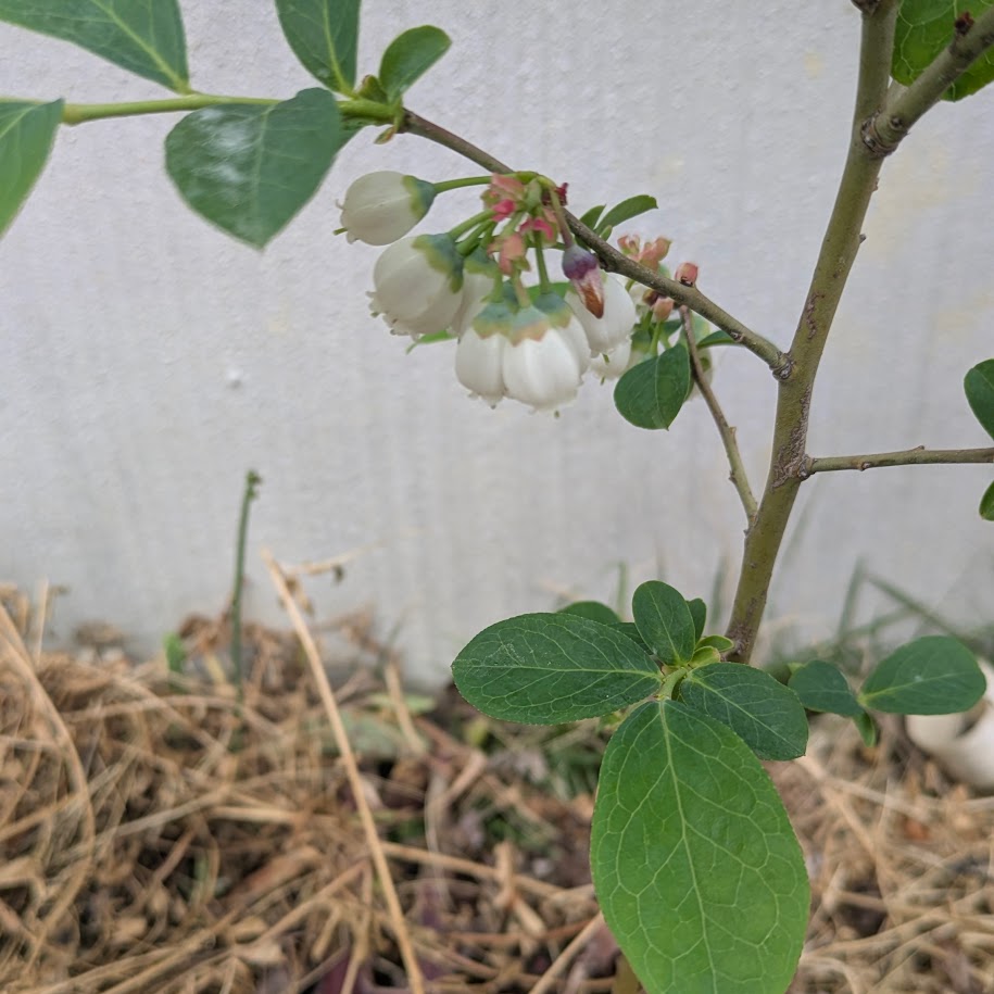 2026　ブルーベリー　コポ