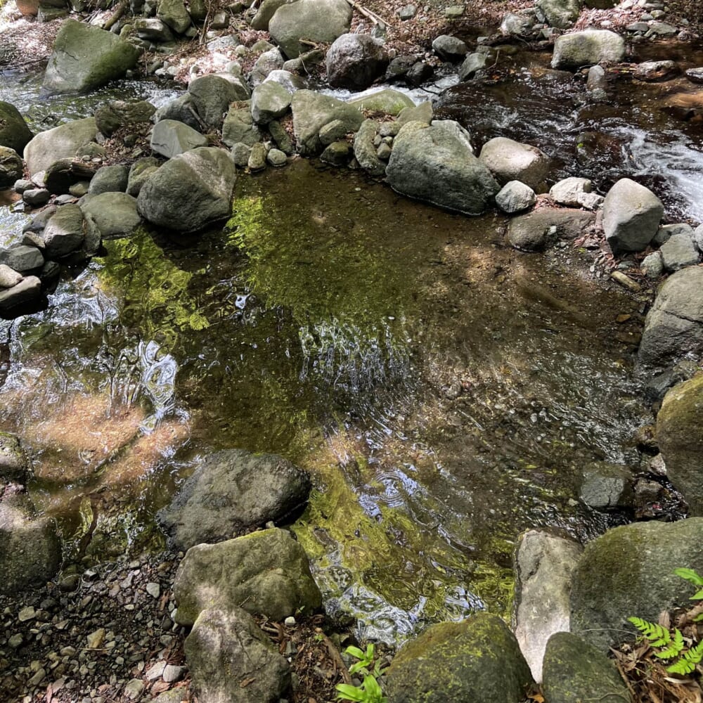 マス釣り　神奈川県秦野市　