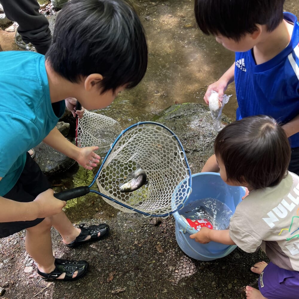 マス釣り　神奈川県秦野市　掴み取り