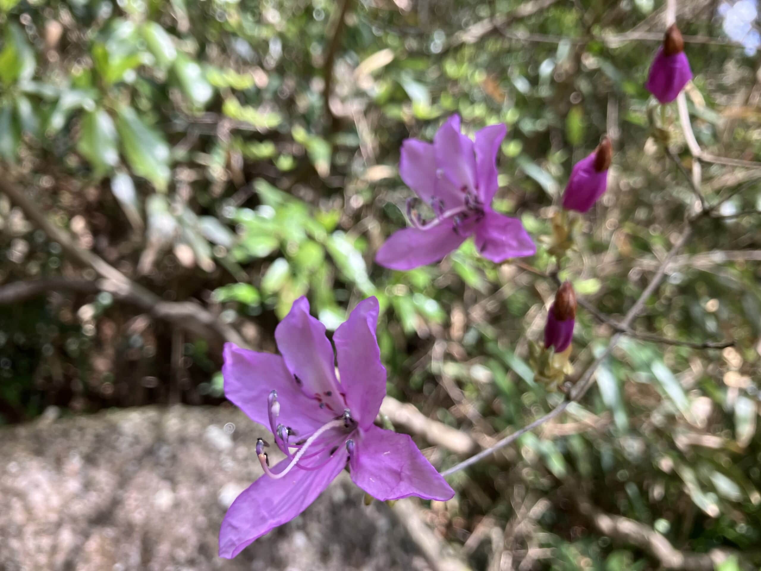 筑波山
つつじ