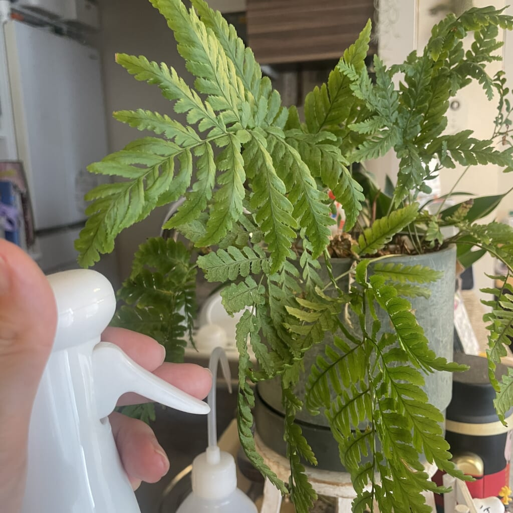 カインズ「高機能スプレー マイクロミスト 350ml」観葉植物に吹きかけているところ