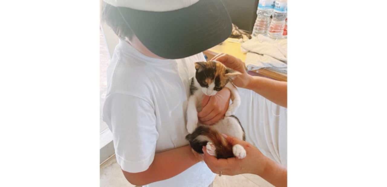 100万匹ともいわれる猫が共存するマルタ島で保護猫施設を見学