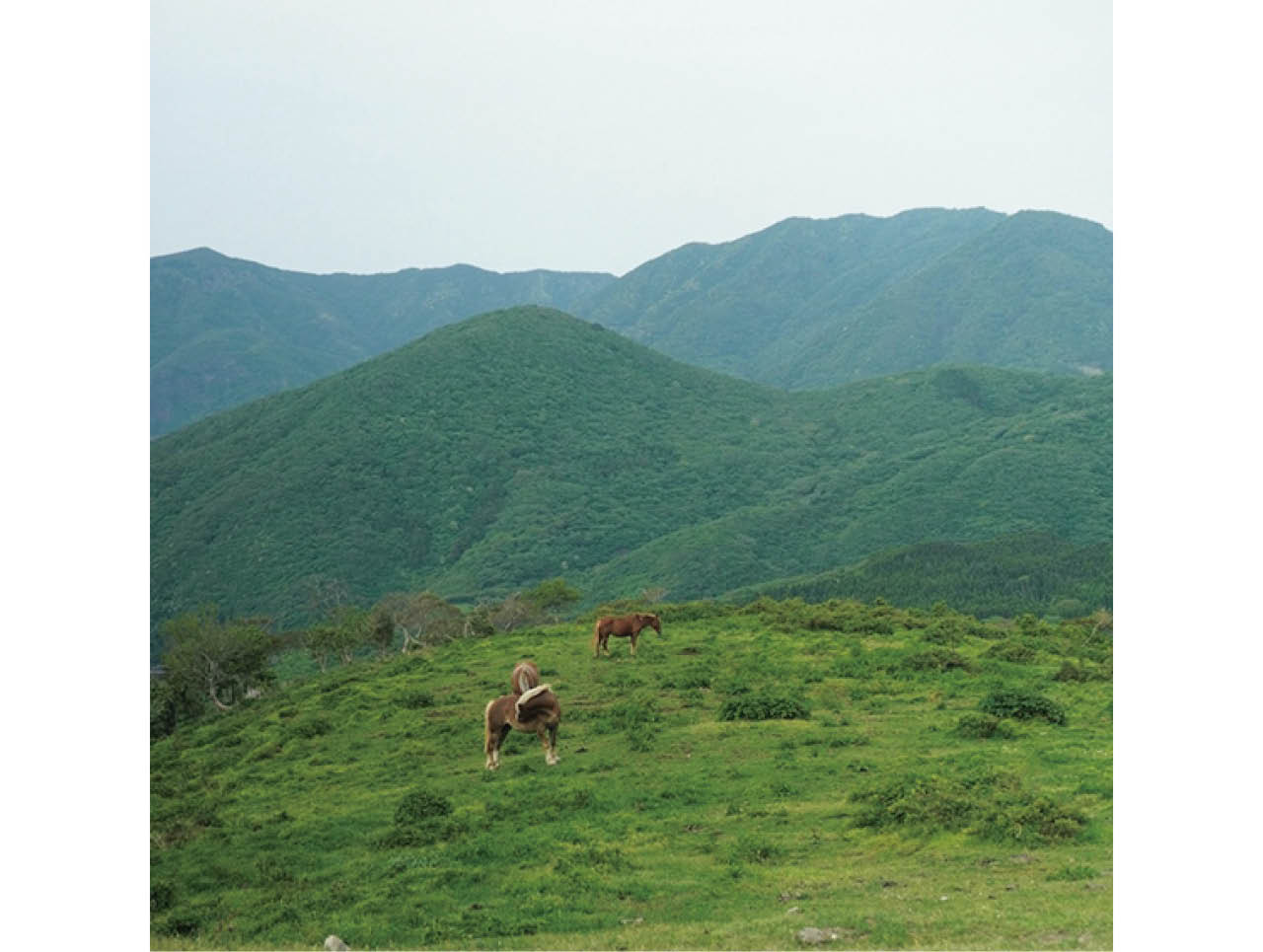馬が放牧されている景色が美しい西ノ島