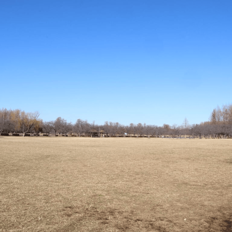 県営みさと公園　広い芝生