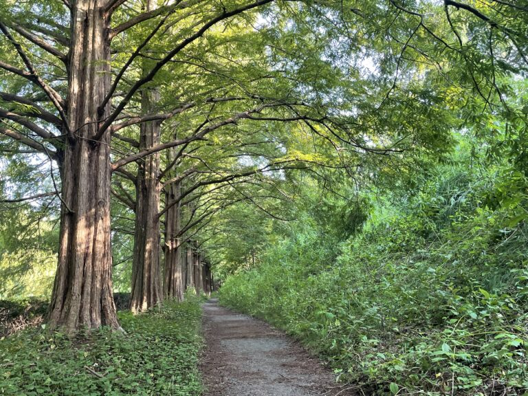 神奈川県立相模原公園　メタセコイア並木