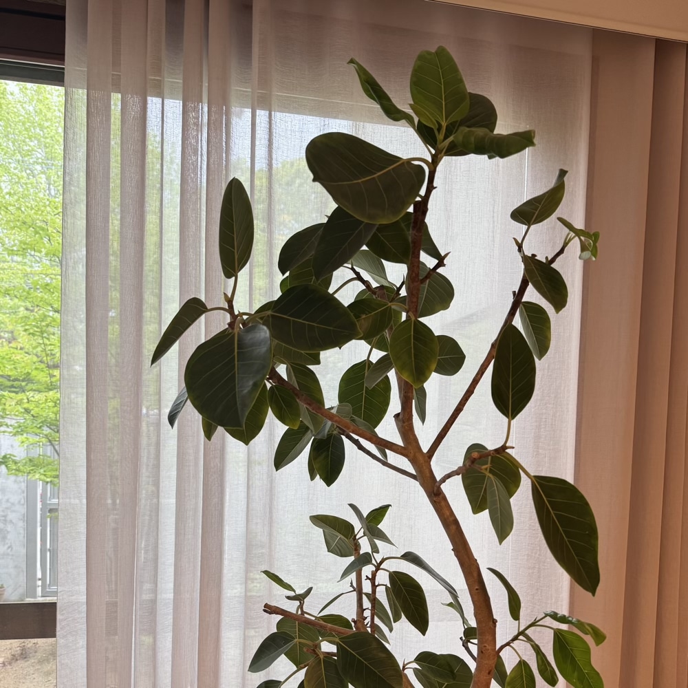 おうち時間　観葉植物　フィカス・アルテシマ