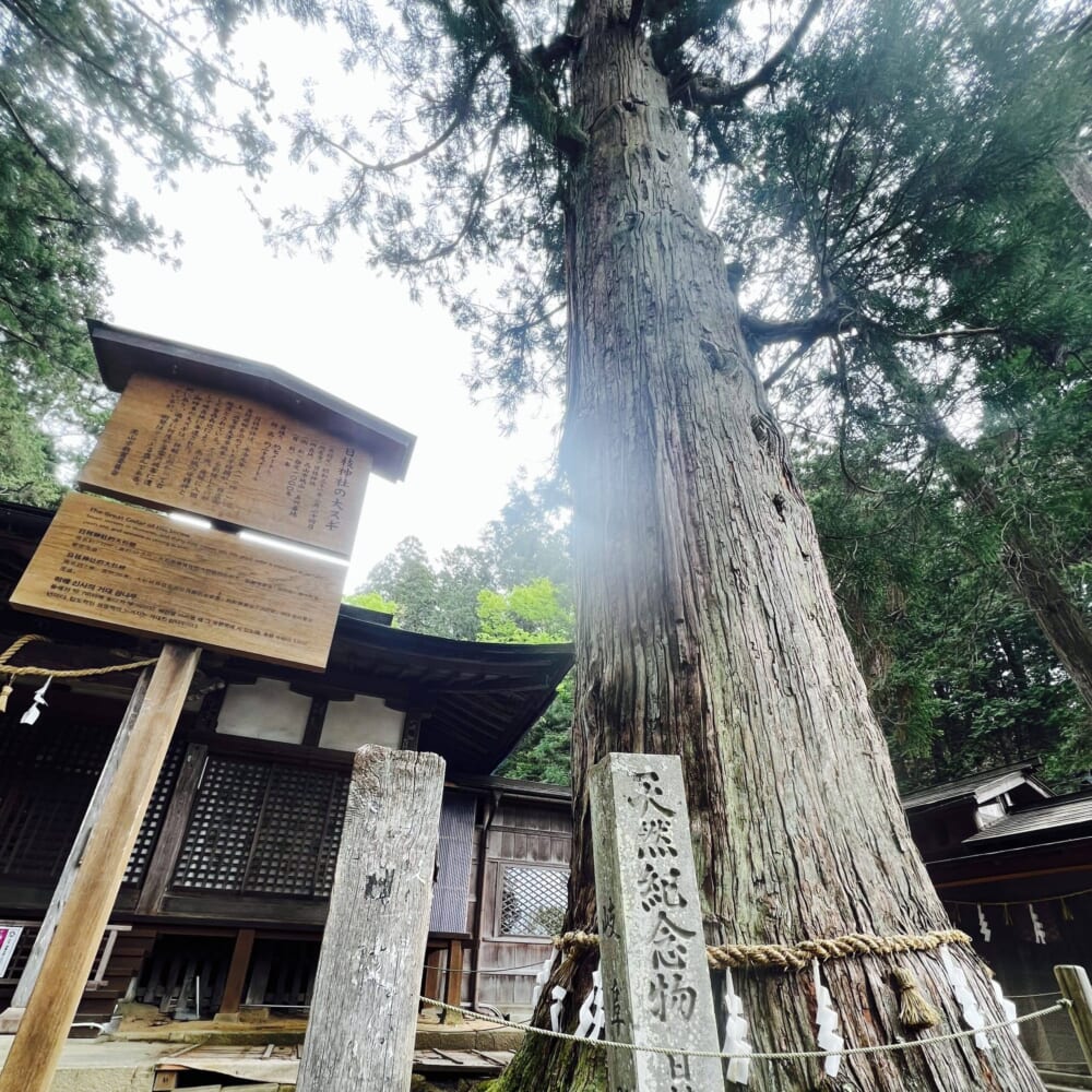日枝神社 飛騨高山 古い町並み 食べ歩き 大スギ