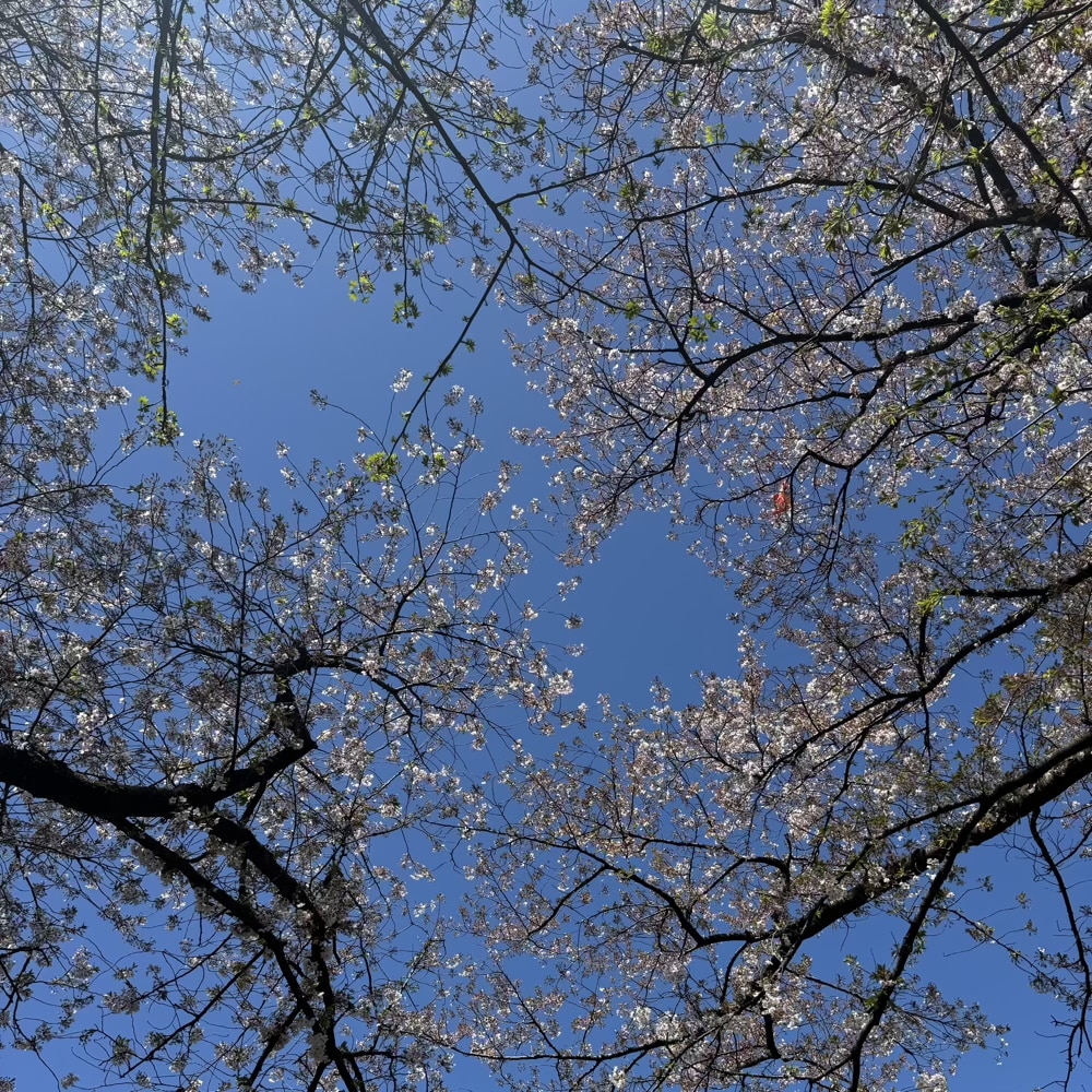 4月　桜　春