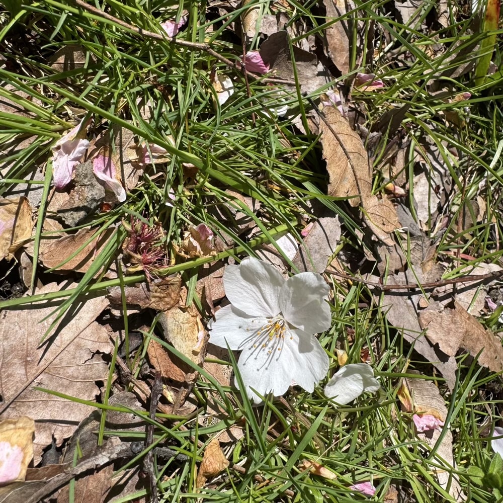 4月　桜　春
