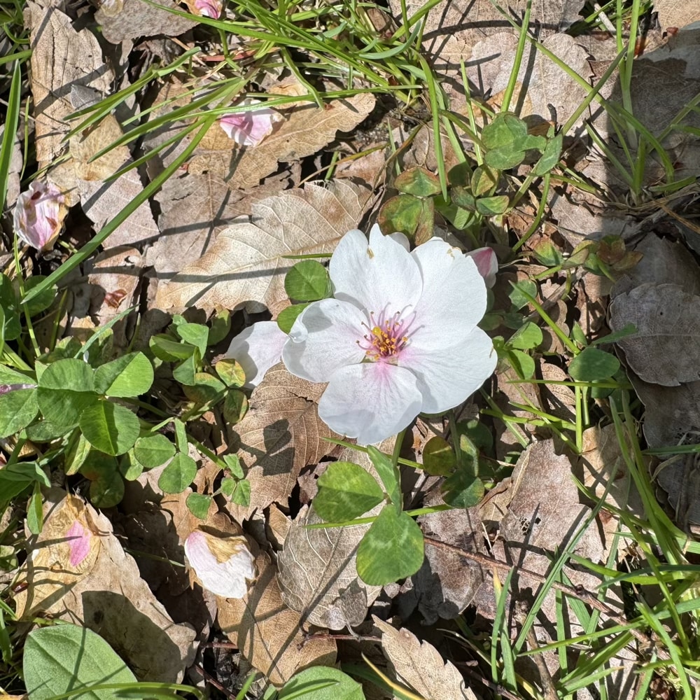 4月　桜　春