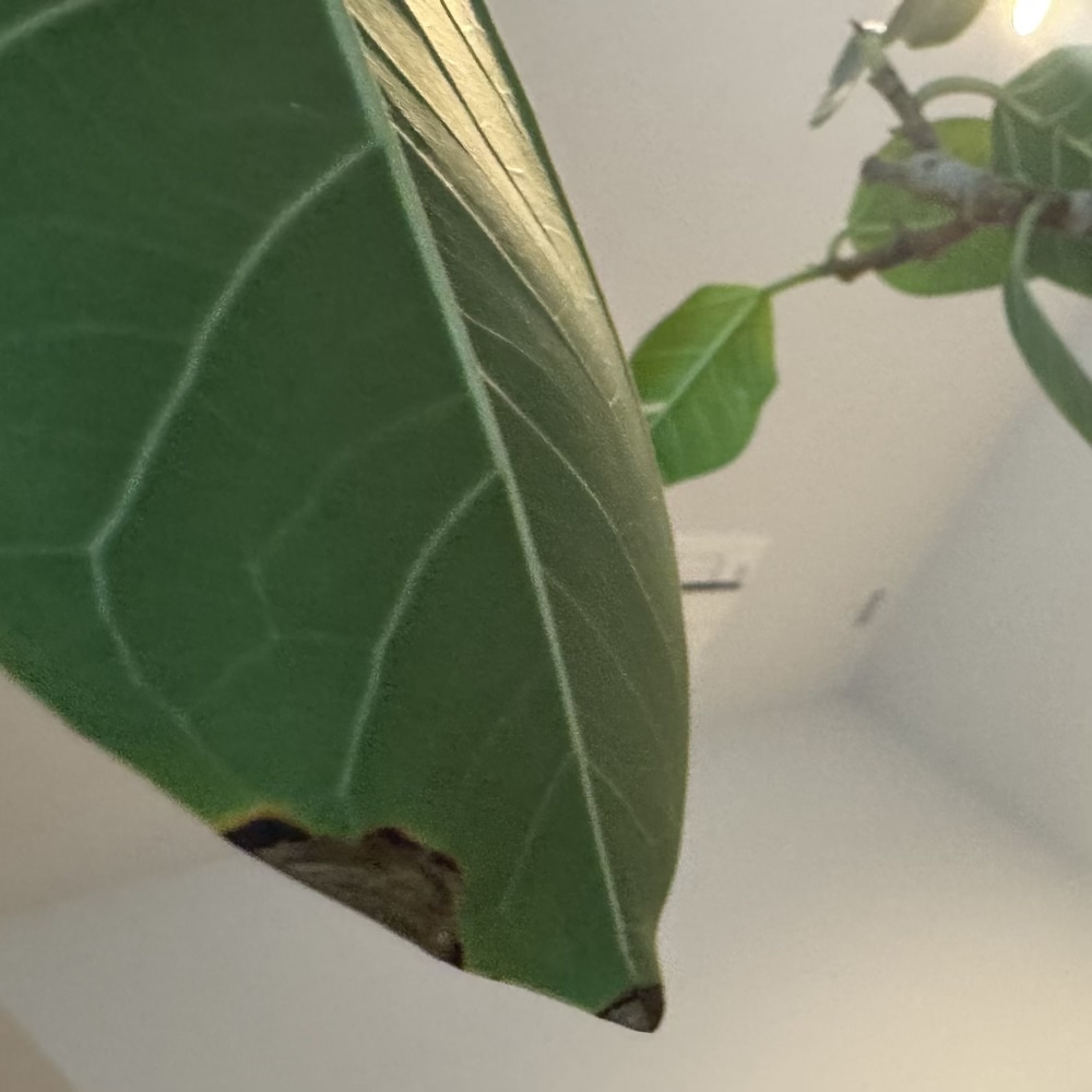 フィカス・アルテシマ　剪定　観葉植物