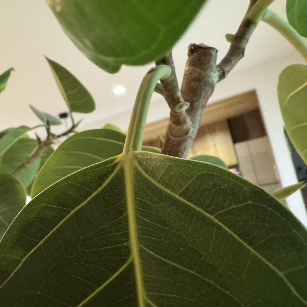フィカス・アルテシマ　剪定　観葉植物